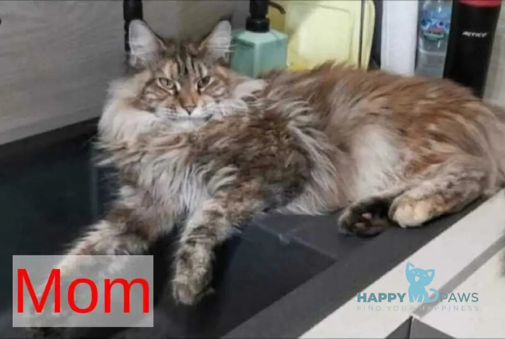 Yanka Maine Coon female black silver tabby live animals