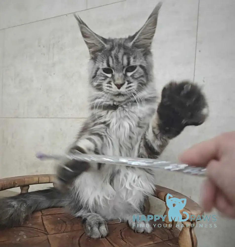 Yanka Maine Coon female black silver tabby live animals