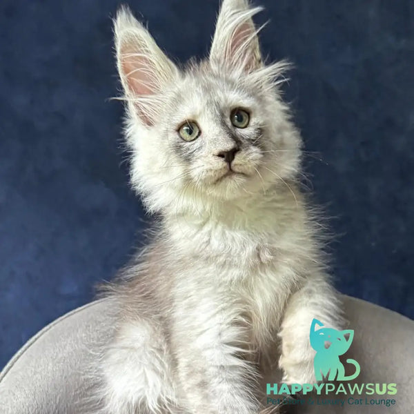 Yankee Maine Coon male black silver - live animals