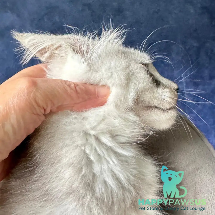 Yankee Maine Coon male black silver - live animals