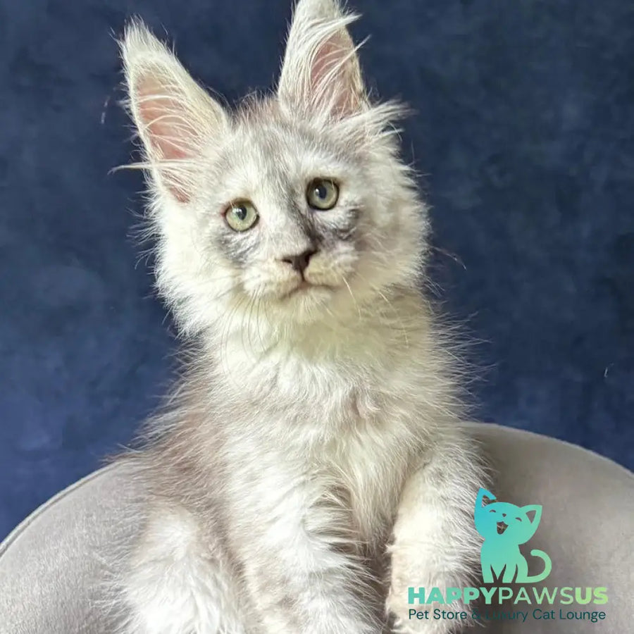 Yankee Maine Coon male black silver - live animals