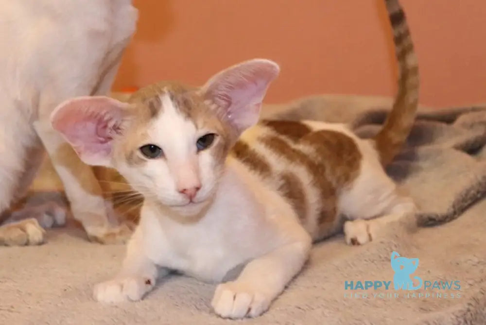 Yankee Oriental Shorthair Male Lilac Bicolour Spotted Tabby Live Animals