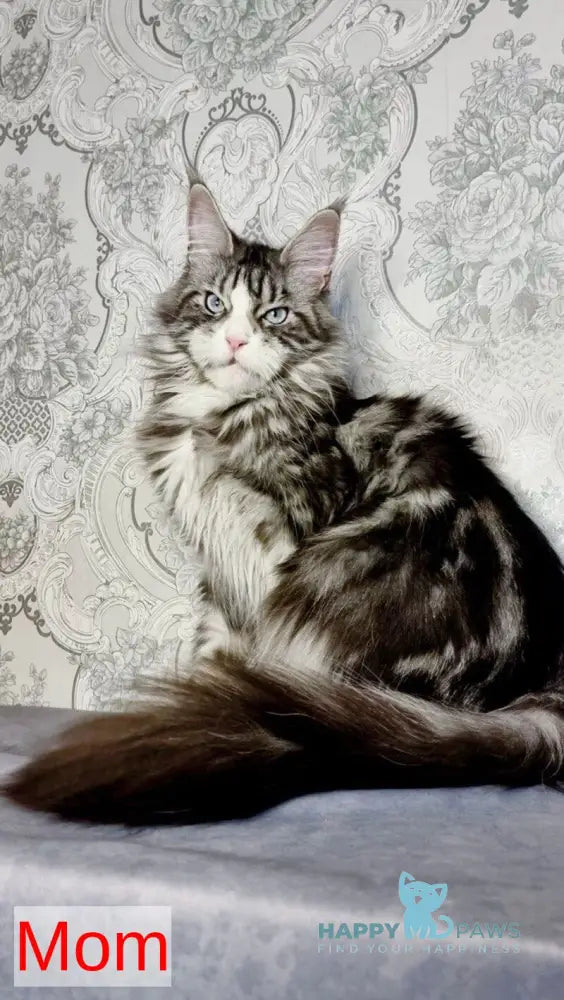 Yanki Maine Coon male black silver spotted tabby live animals