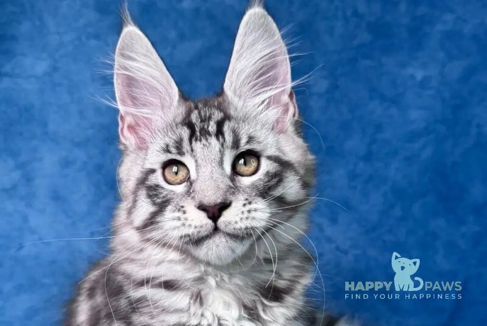 Yanki Maine Coon male black silver spotted tabby live animals