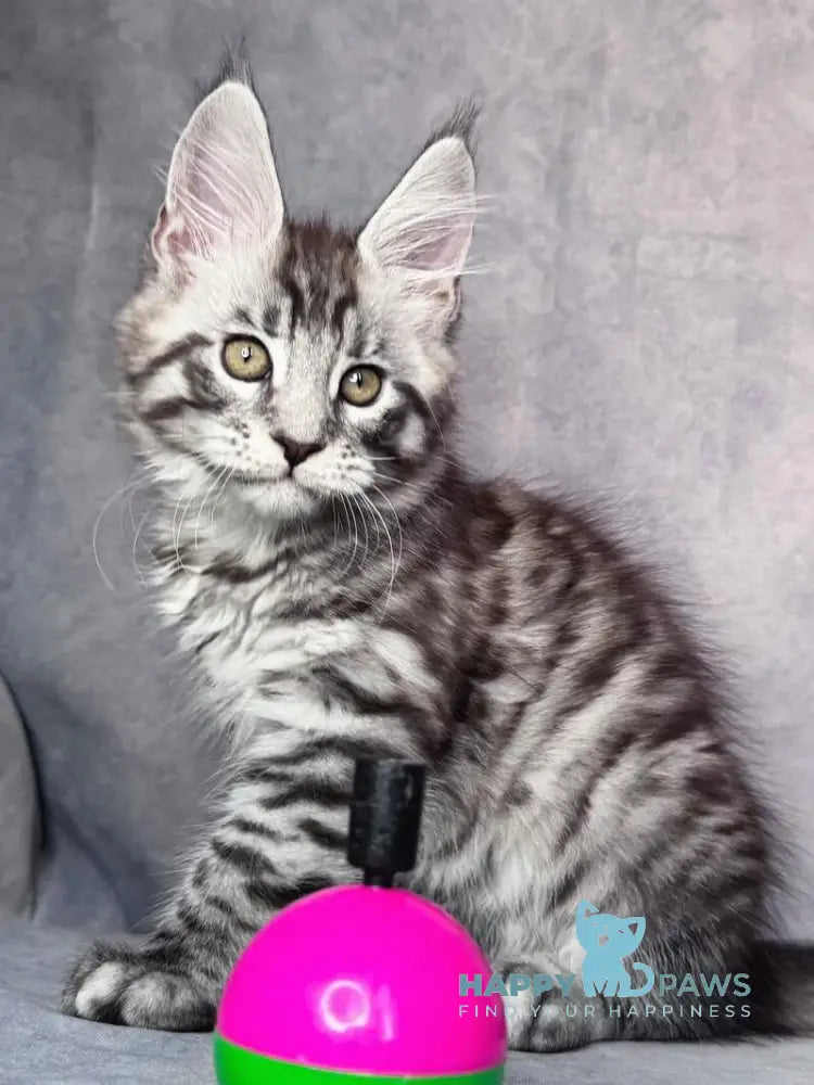Yanki Maine Coon male black silver spotted tabby live animals