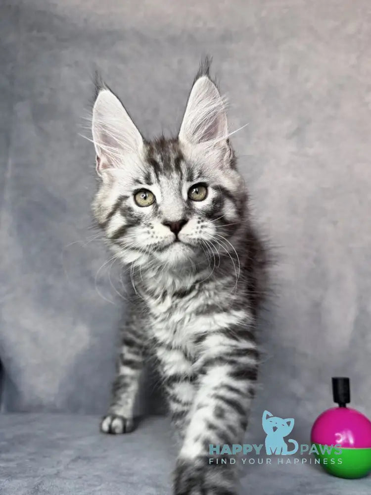 Yanki Maine Coon male black silver spotted tabby live animals