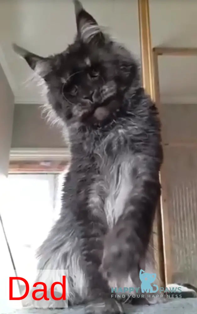 Yanki Maine Coon male black silver spotted tabby live animals