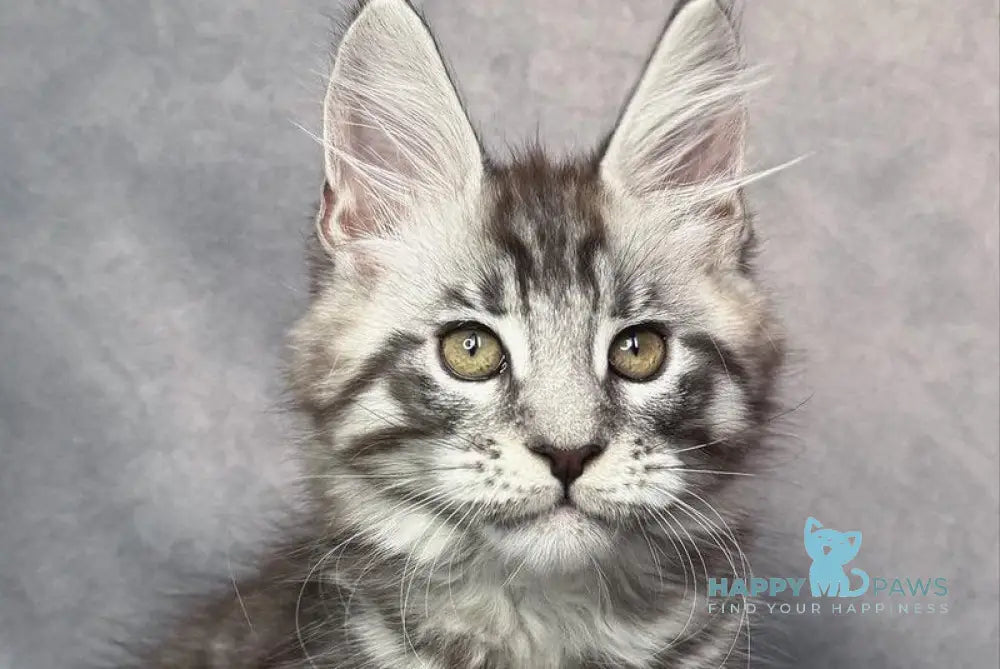 Yanki Maine Coon male black silver spotted tabby live animals