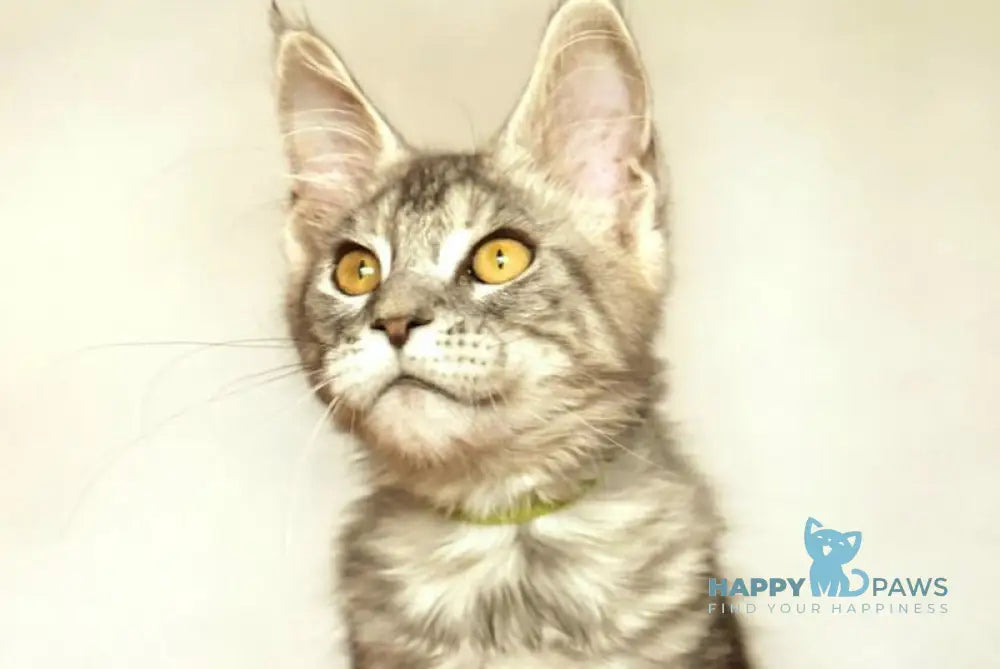 Yann Maine Coon male black silver ticked tabby live animals