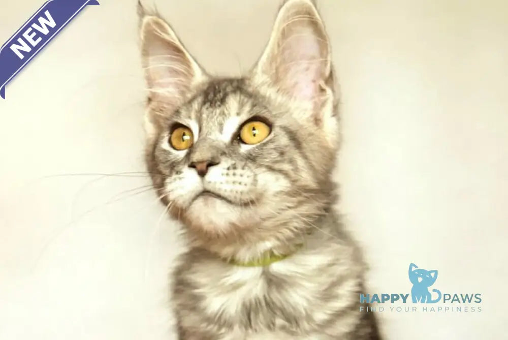 Yann Maine Coon male black silver ticked tabby live animals