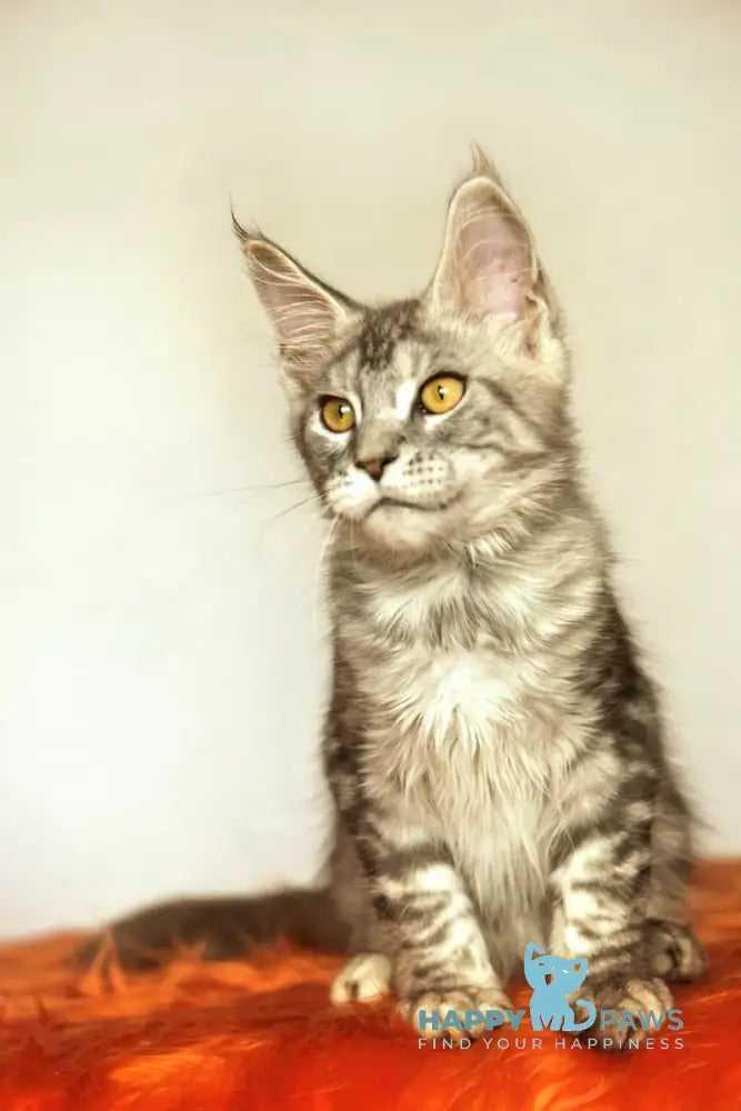 Yann Maine Coon male black silver ticked tabby live animals