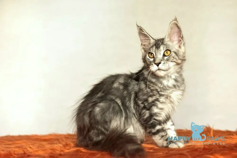 Yann Maine Coon male black silver ticked tabby live animals