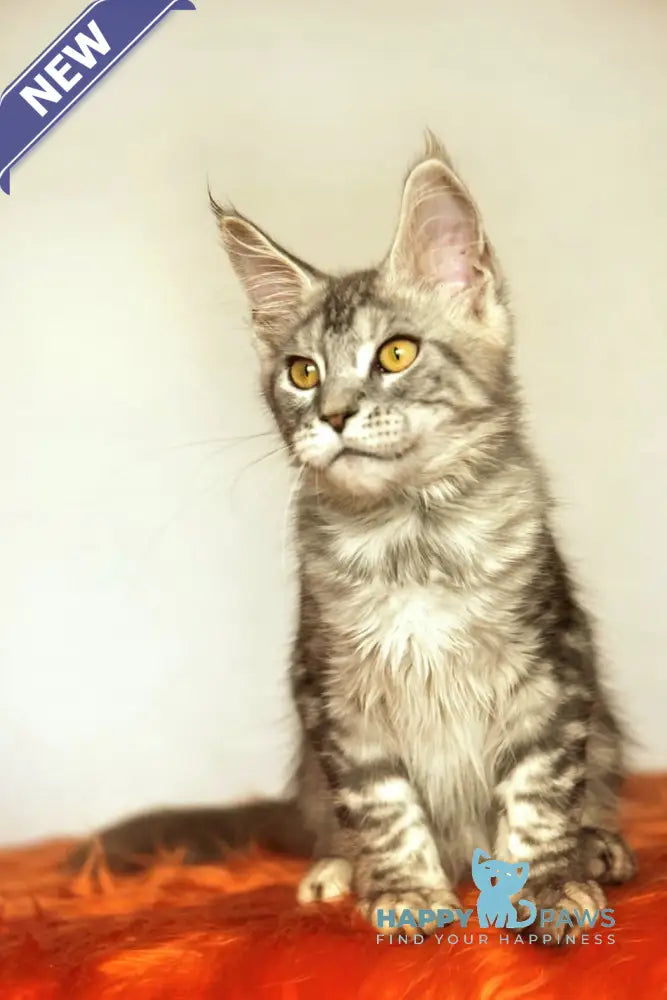 Yann Maine Coon male black silver ticked tabby live animals