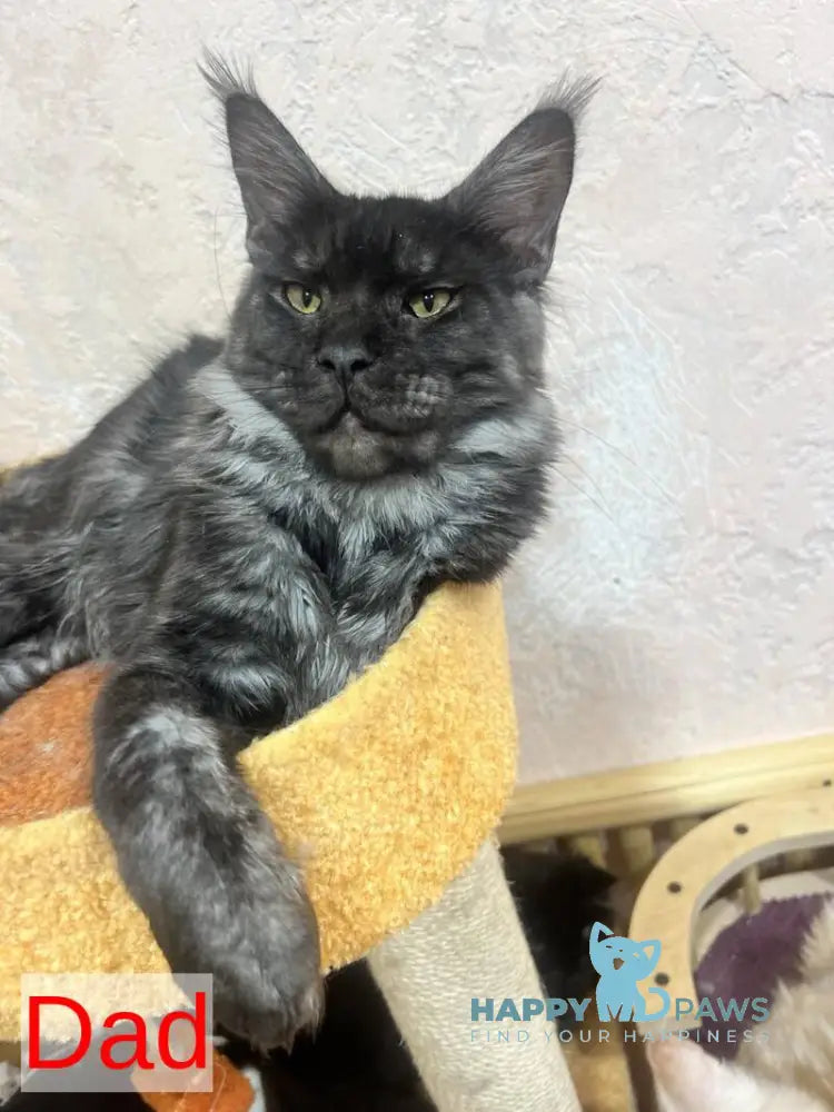 Yann Maine Coon male black silver ticked tabby live animals