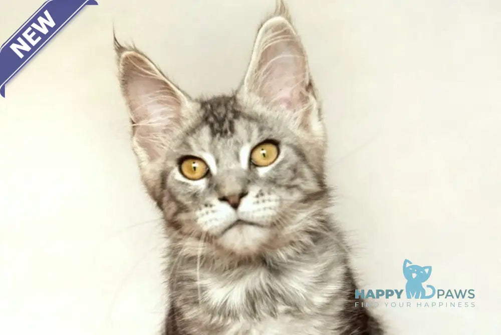 Yann Maine Coon male black silver ticked tabby live animals