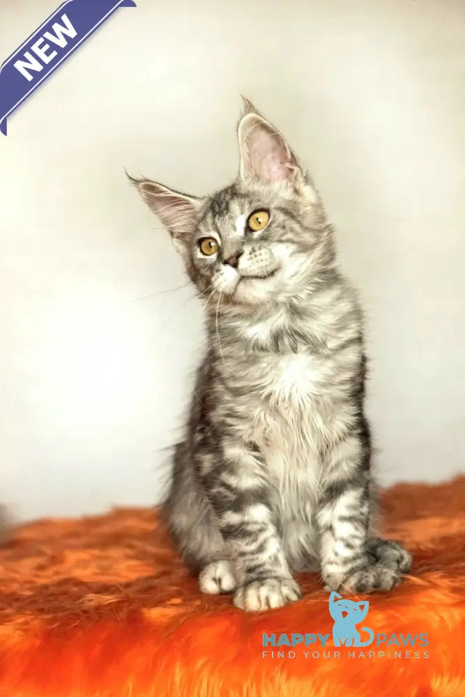 Yann Maine Coon male black silver ticked tabby live animals