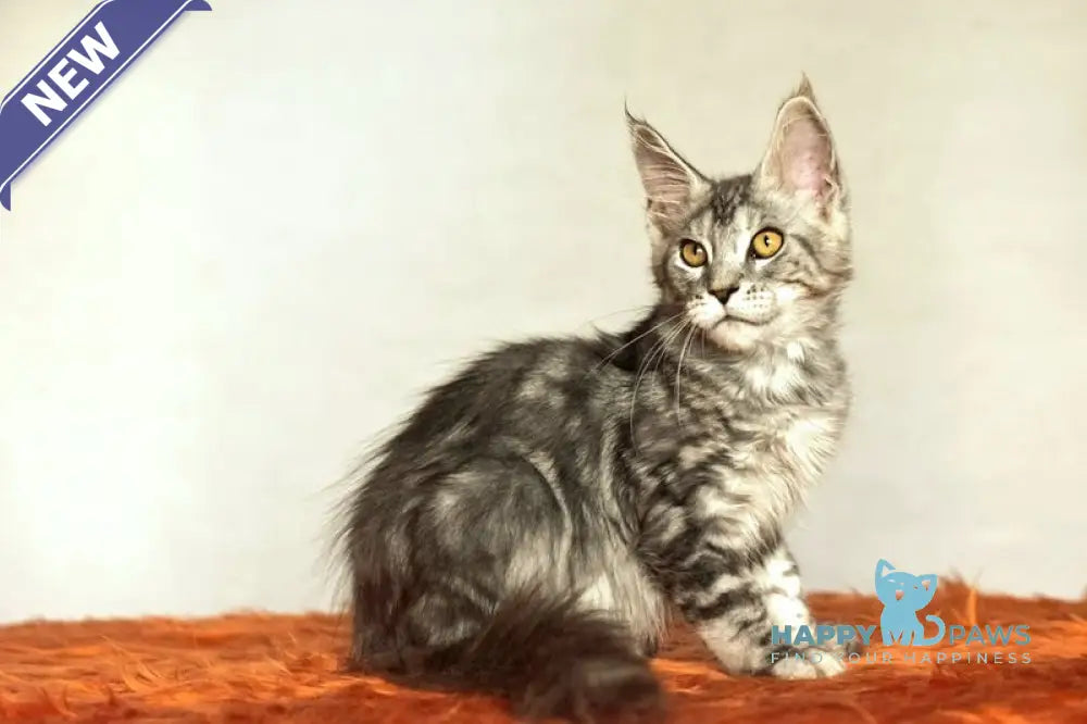 Yann Maine Coon male black silver ticked tabby live animals
