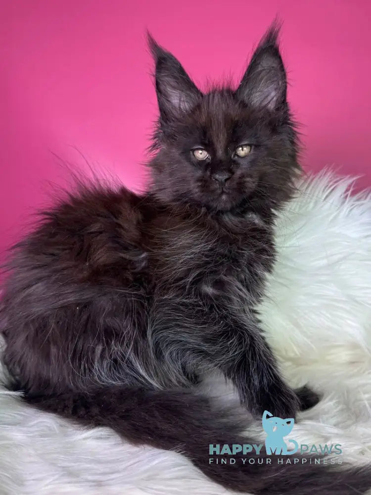 Yann Maine Coon male black with white - live animals