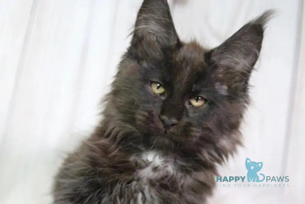 Yann Maine Coon male black with white - live animals