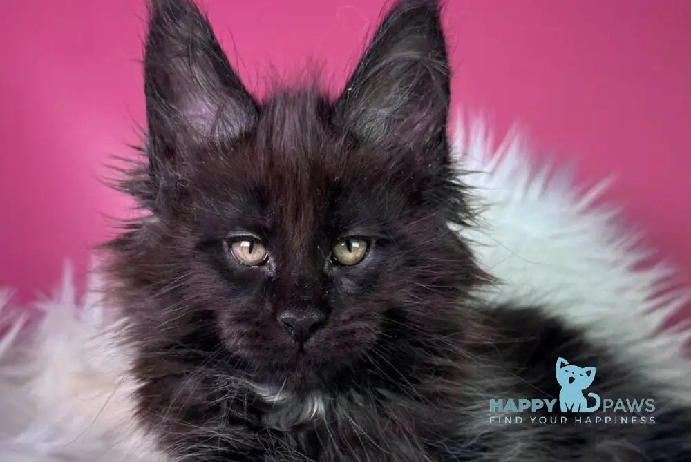 Yann Maine Coon male black with white - live animals