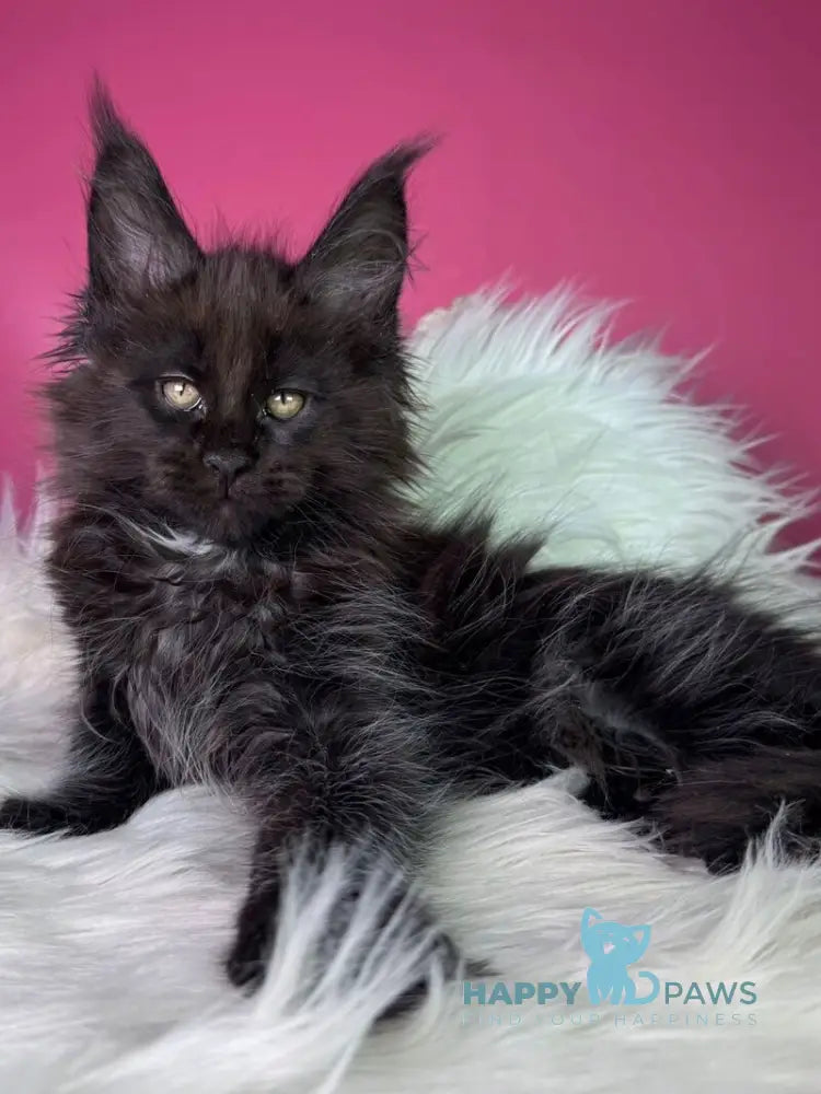 Yann Maine Coon male black with white - live animals