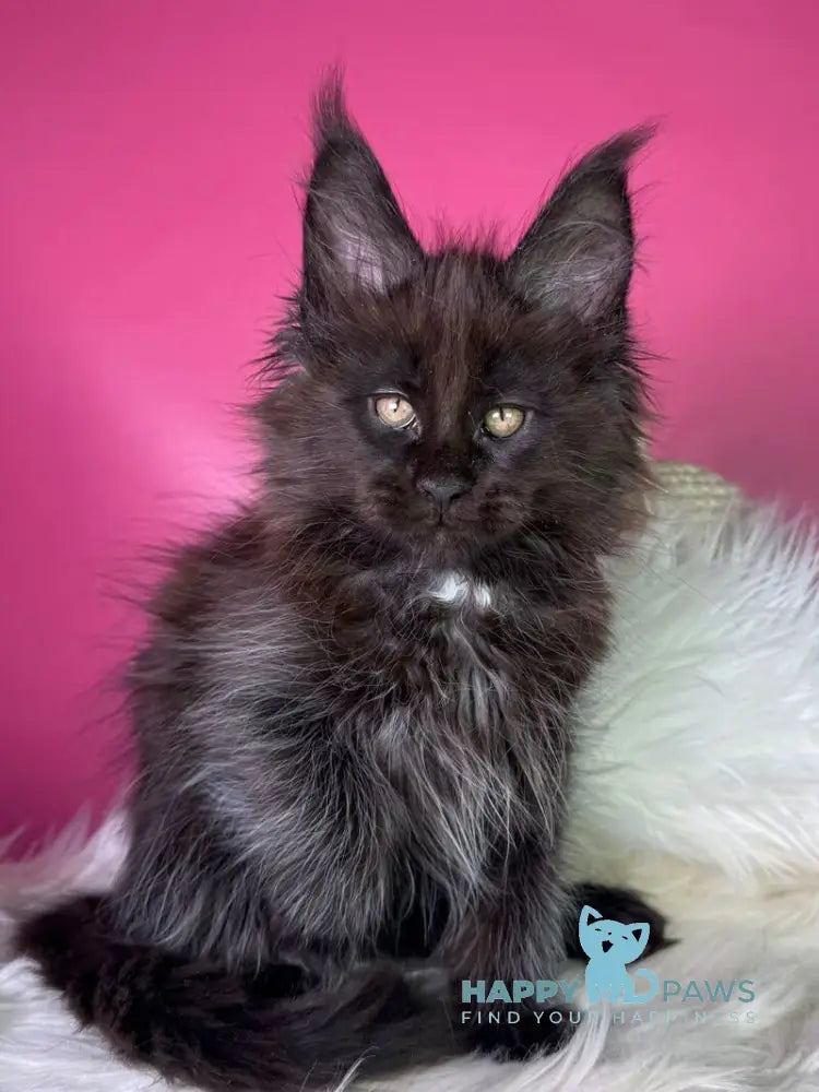 Yann Maine Coon male black with white - live animals