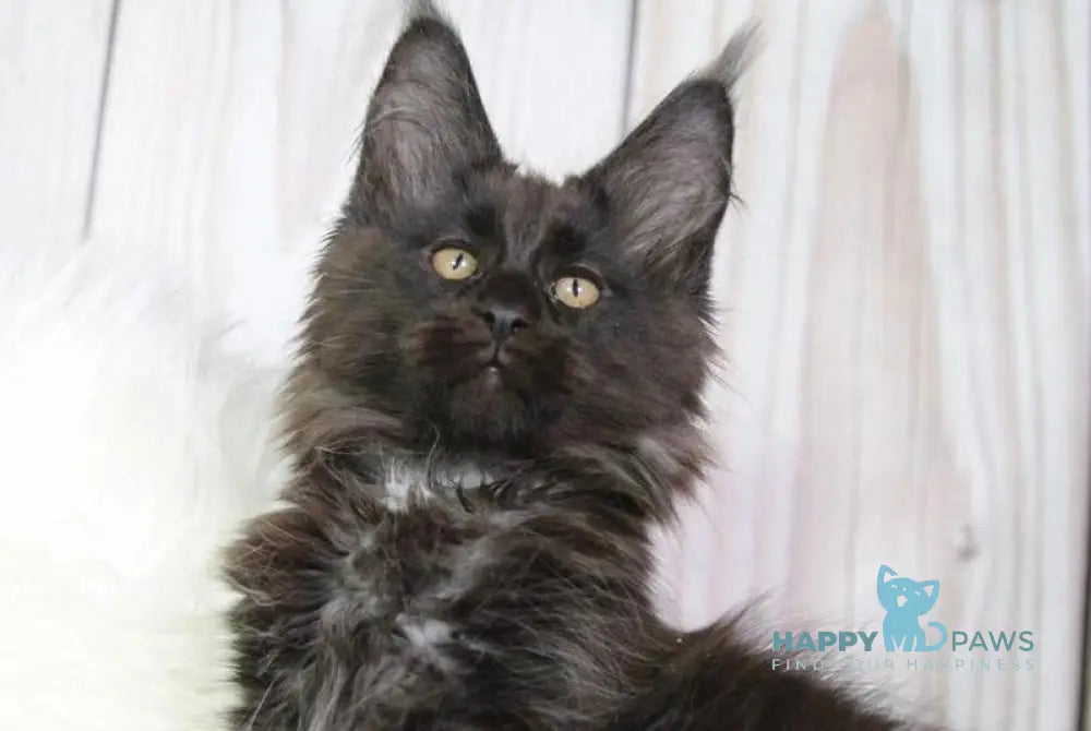 Yann Maine Coon male black with white - live animals