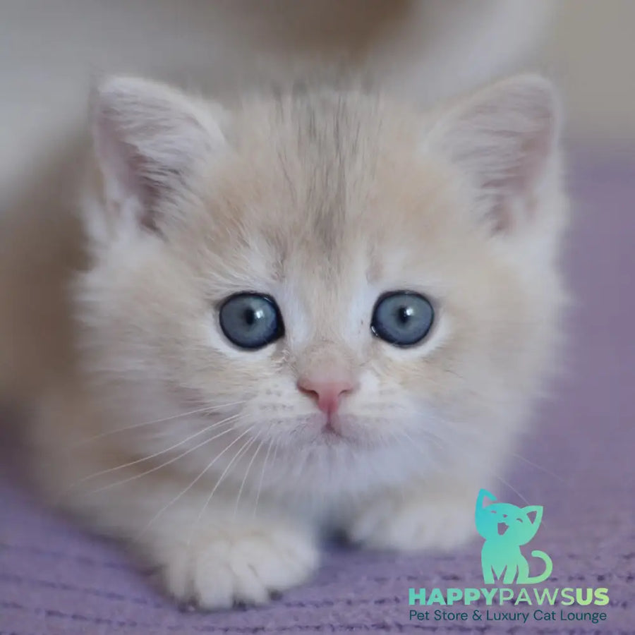 Yannis British Shorthair male blue golden chinchilla - live animals