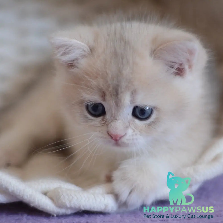 Yannis British Shorthair male blue golden chinchilla - live animals