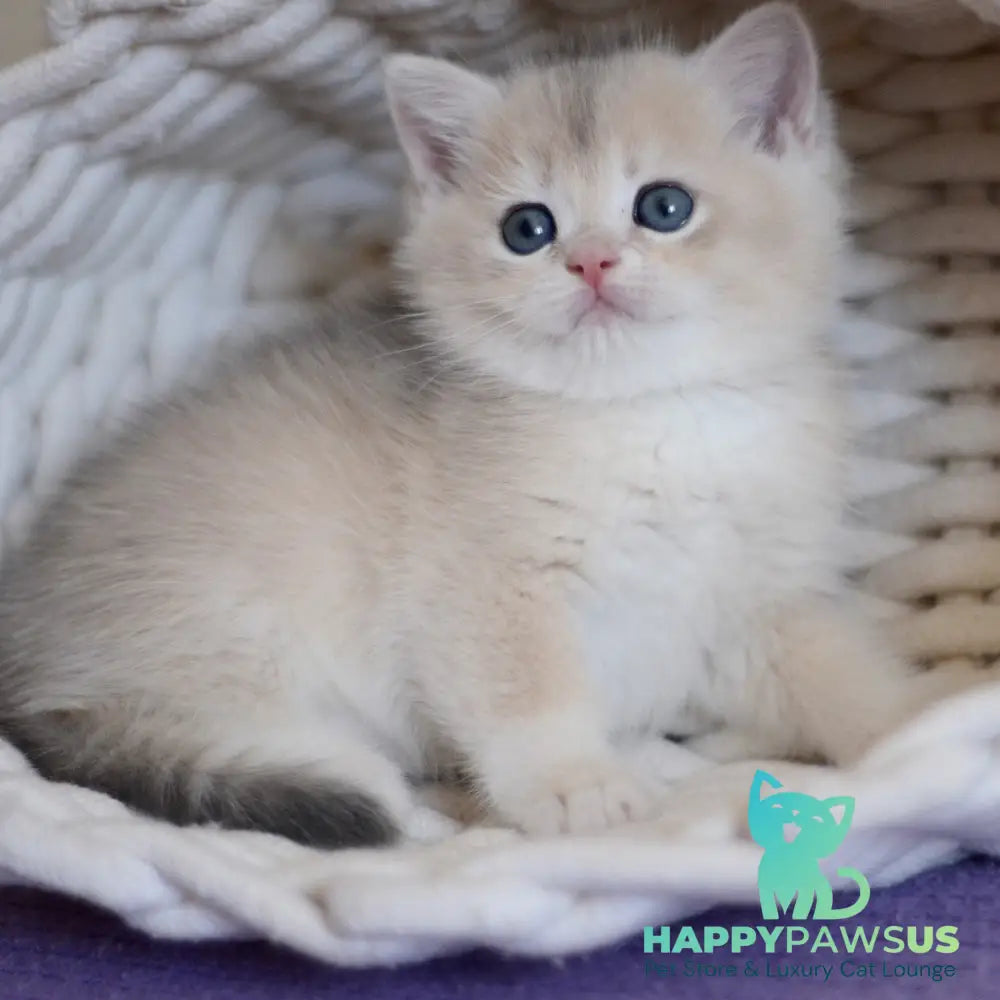 Yannis British Shorthair male blue golden chinchilla - live animals