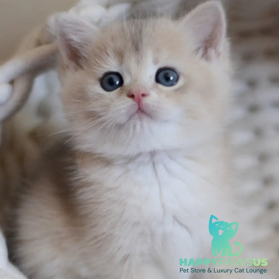 Yannis British Shorthair male blue golden chinchilla - live animals