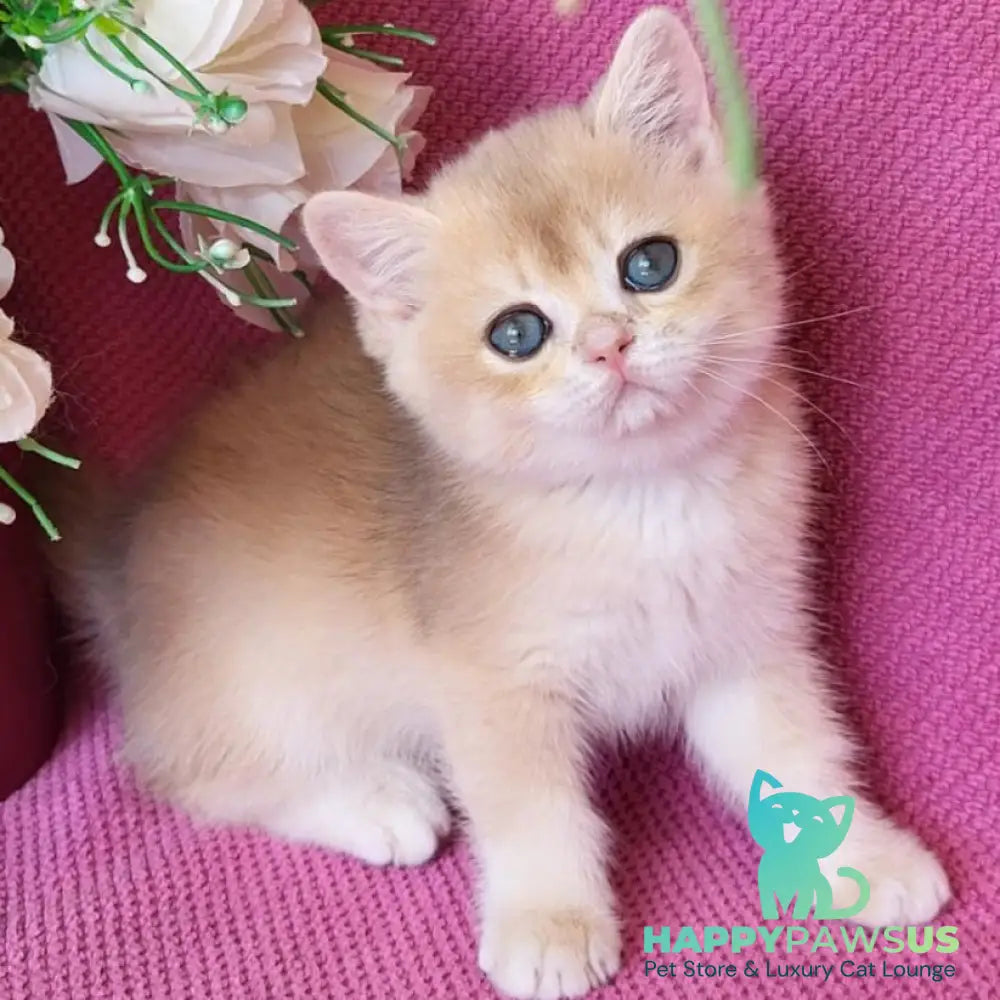 Yannis British Shorthair male blue golden chinchilla - live animals