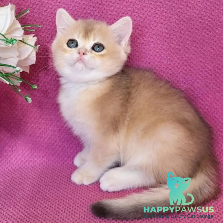 Yannis British Shorthair male blue golden chinchilla - live animals