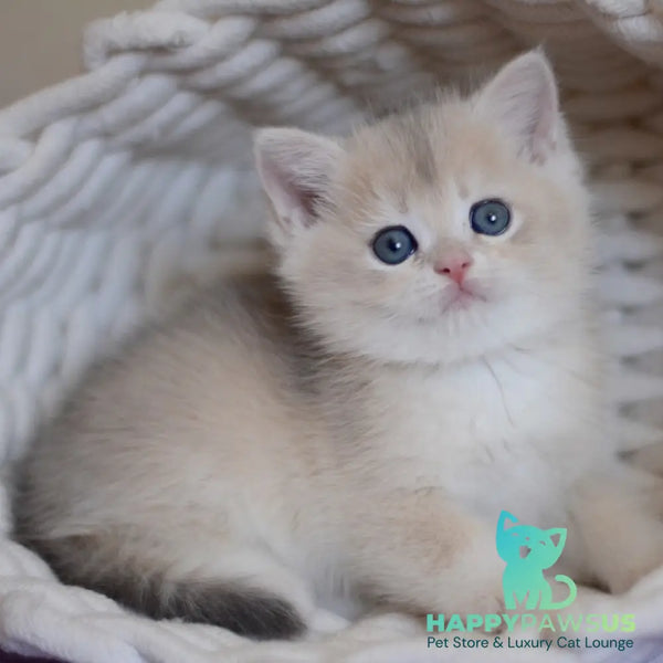 Yannis British Shorthair male blue golden chinchilla - live animals