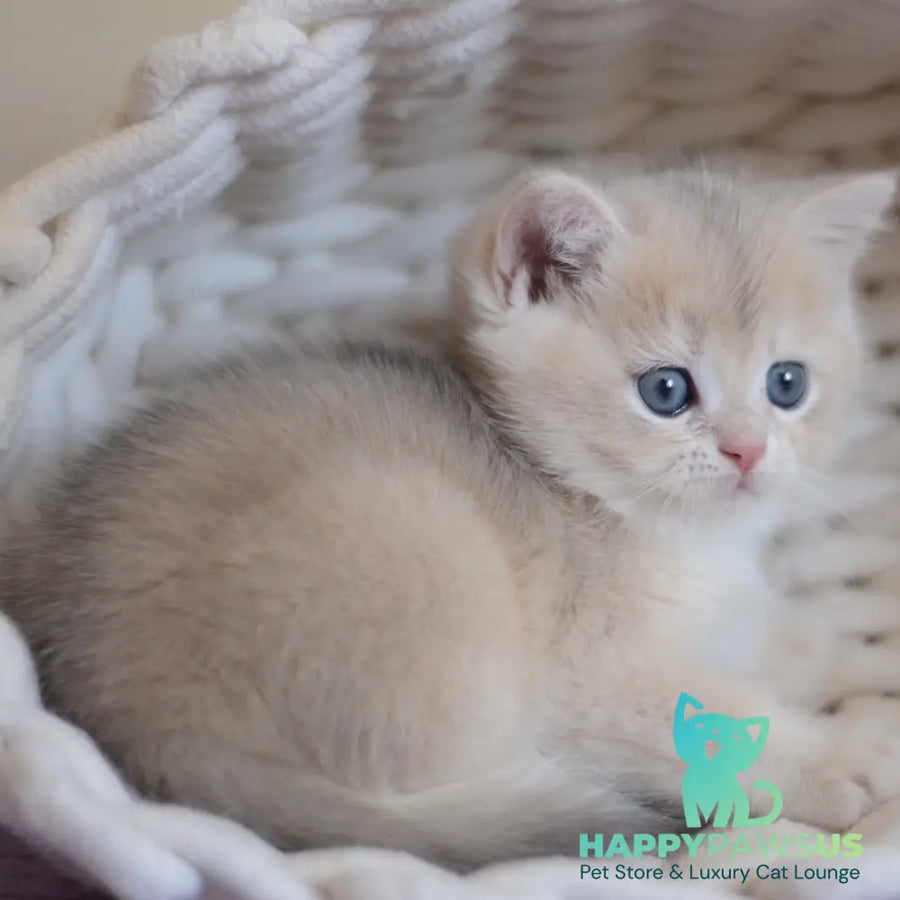 Yannis British Shorthair male blue golden chinchilla - live animals