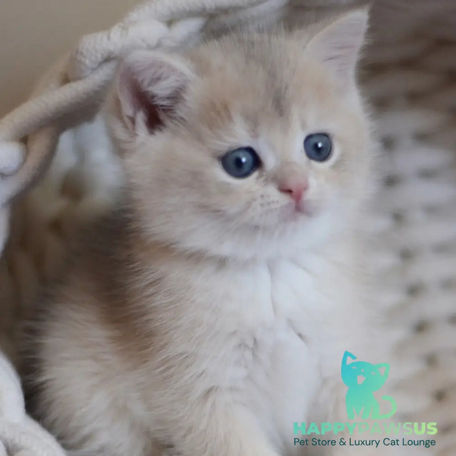 Yannis British Shorthair male blue golden chinchilla - live animals
