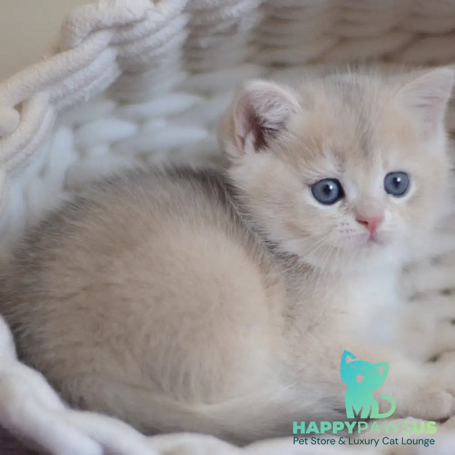 Yannis British Shorthair male blue golden chinchilla - live animals