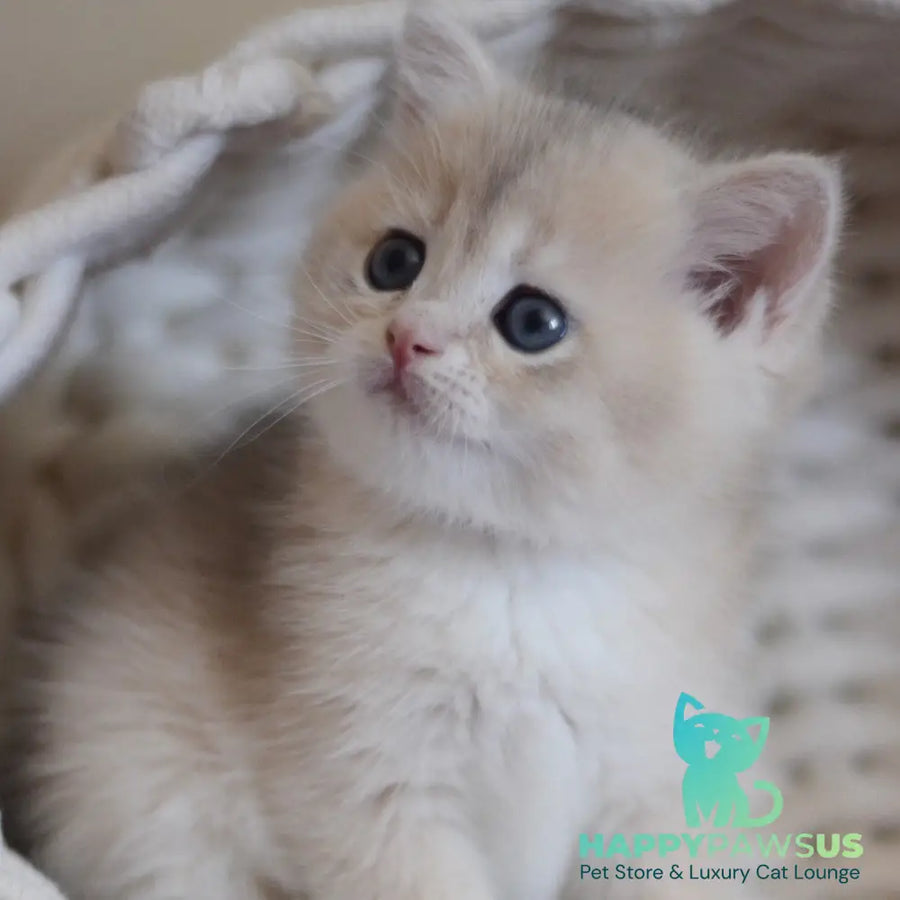 Yannis British Shorthair male blue golden chinchilla - live animals
