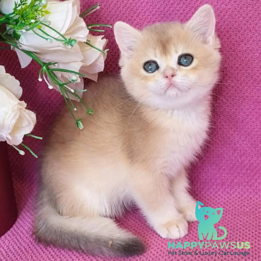 Yannis British Shorthair male blue golden chinchilla - live animals