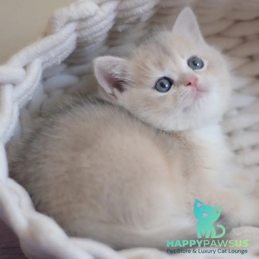 Yannis British Shorthair male blue golden chinchilla - live animals
