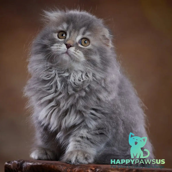 Yannis Scottish Fold male blue silver - live animals