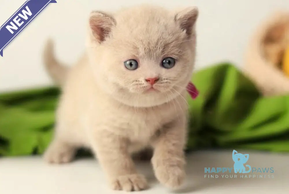 Yanoda British Shorthair female fawn live animals