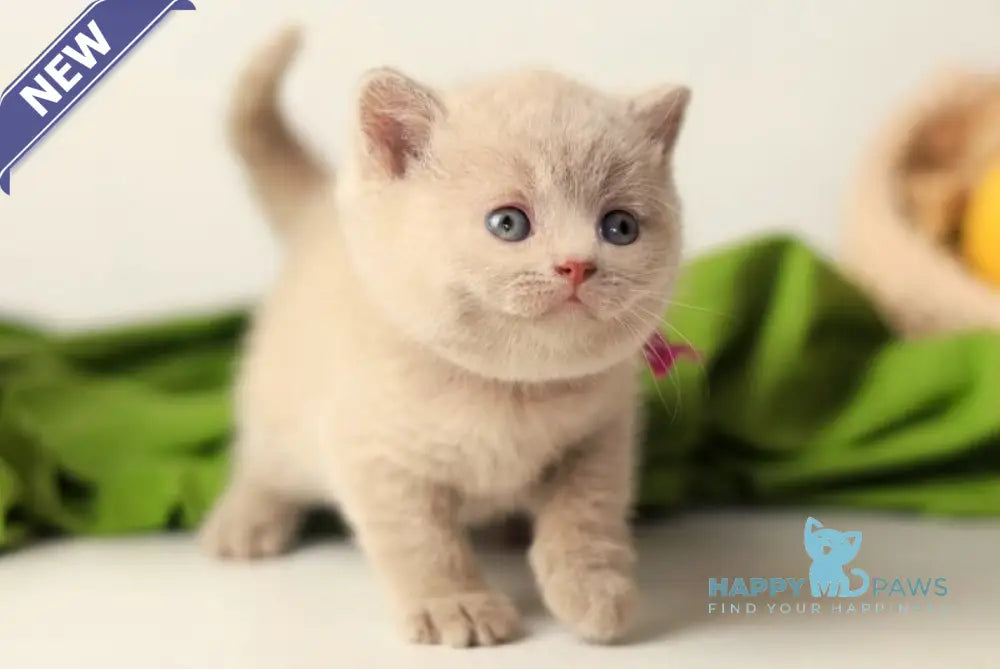Yanoda British Shorthair female fawn live animals