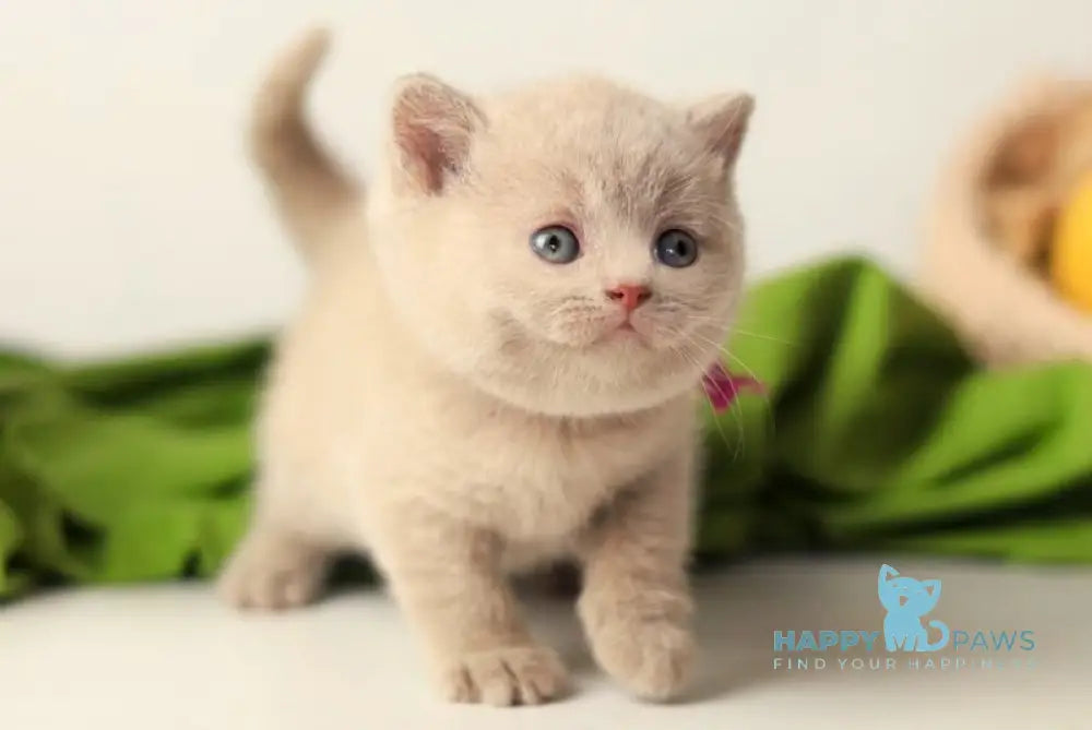 Yanoda British Shorthair female fawn live animals