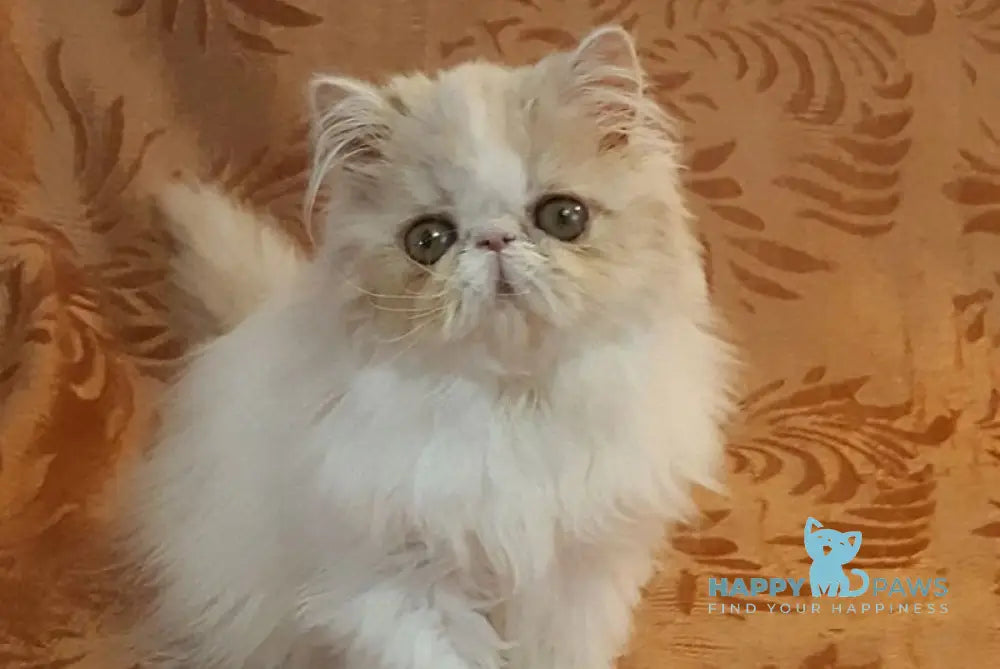 Yansey Persian female cream bicolour live animals