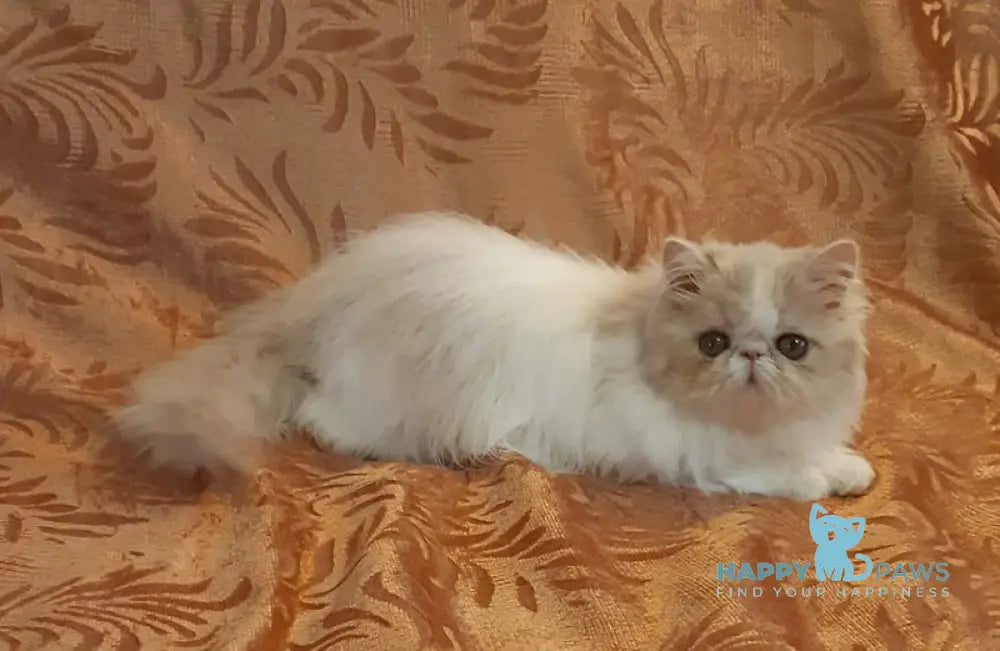 Yansey Persian female cream bicolour live animals