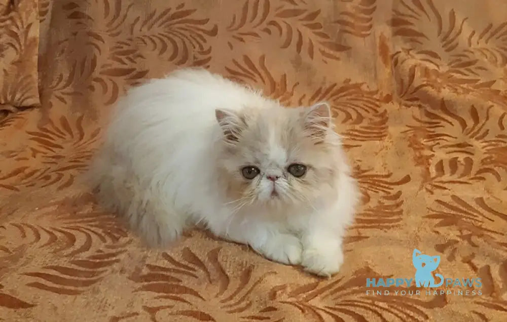 Yansey Persian female cream bicolour live animals