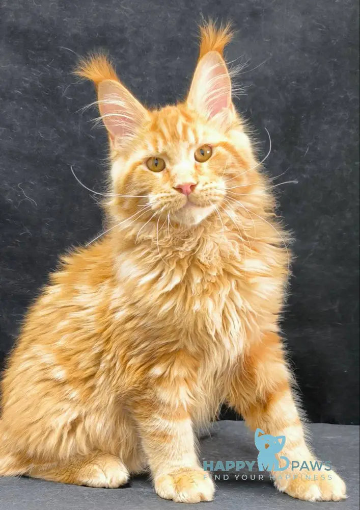 Yantar Maine Coon male red live animals