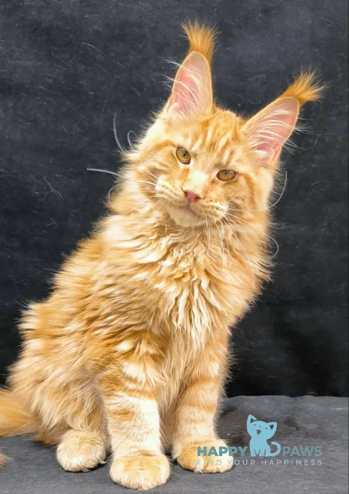 Yantar Maine Coon male red live animals
