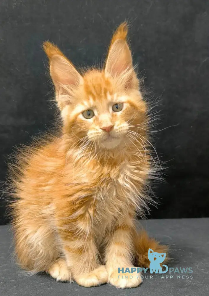 Yantar Maine Coon male red live animals